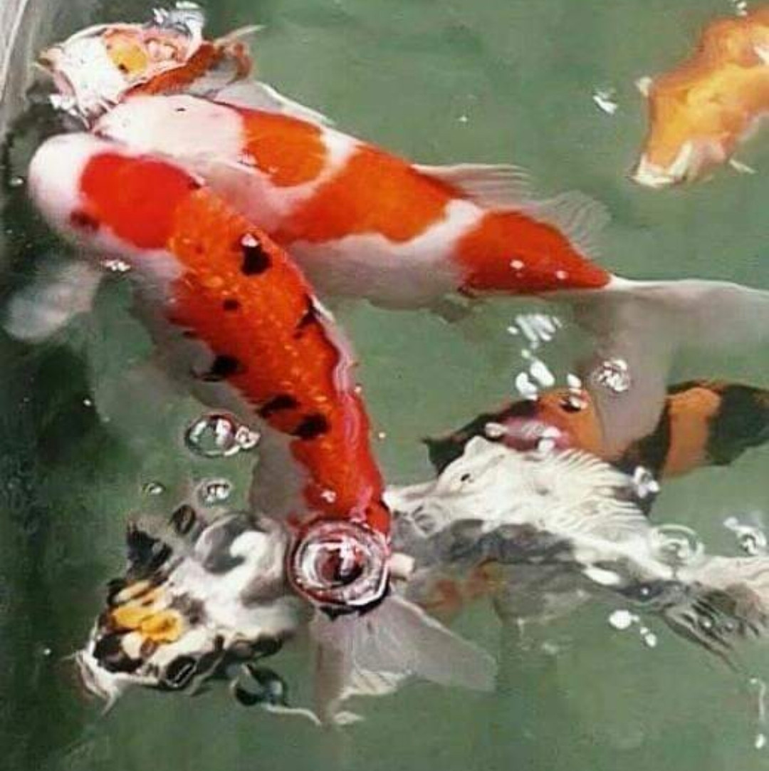 koi pond
