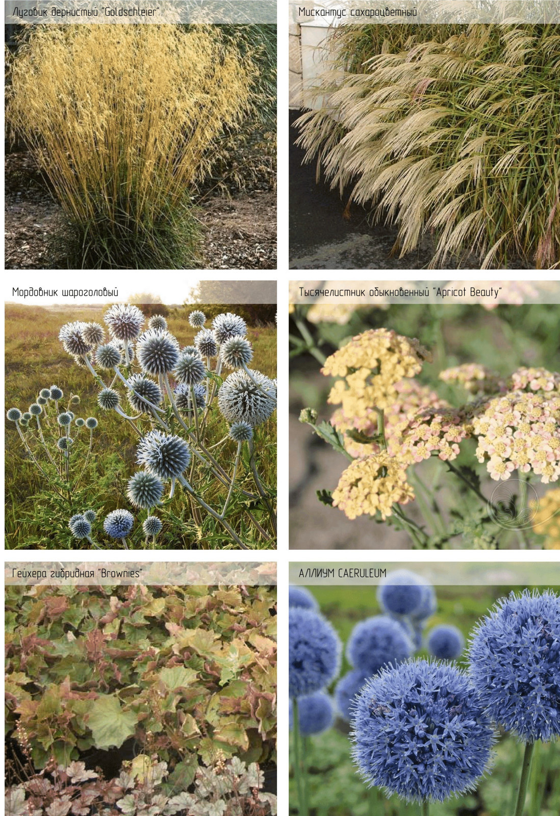 Ландшафтный проект частной территории