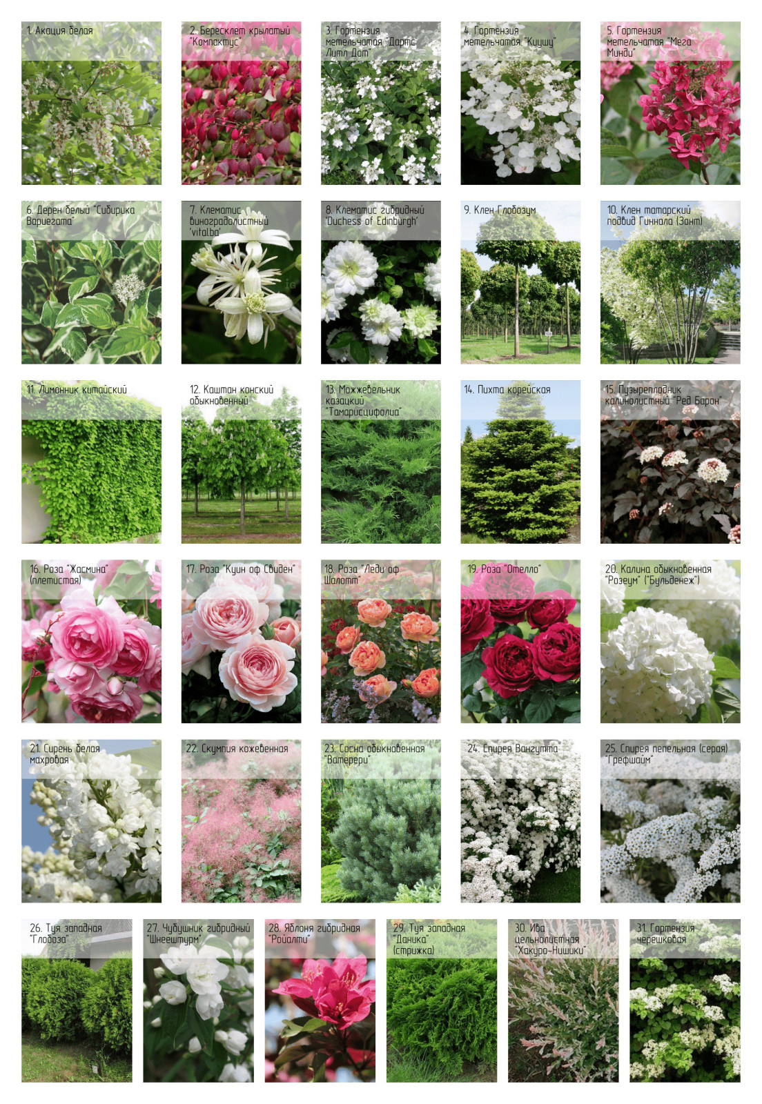 Дизайн-проект частной территории