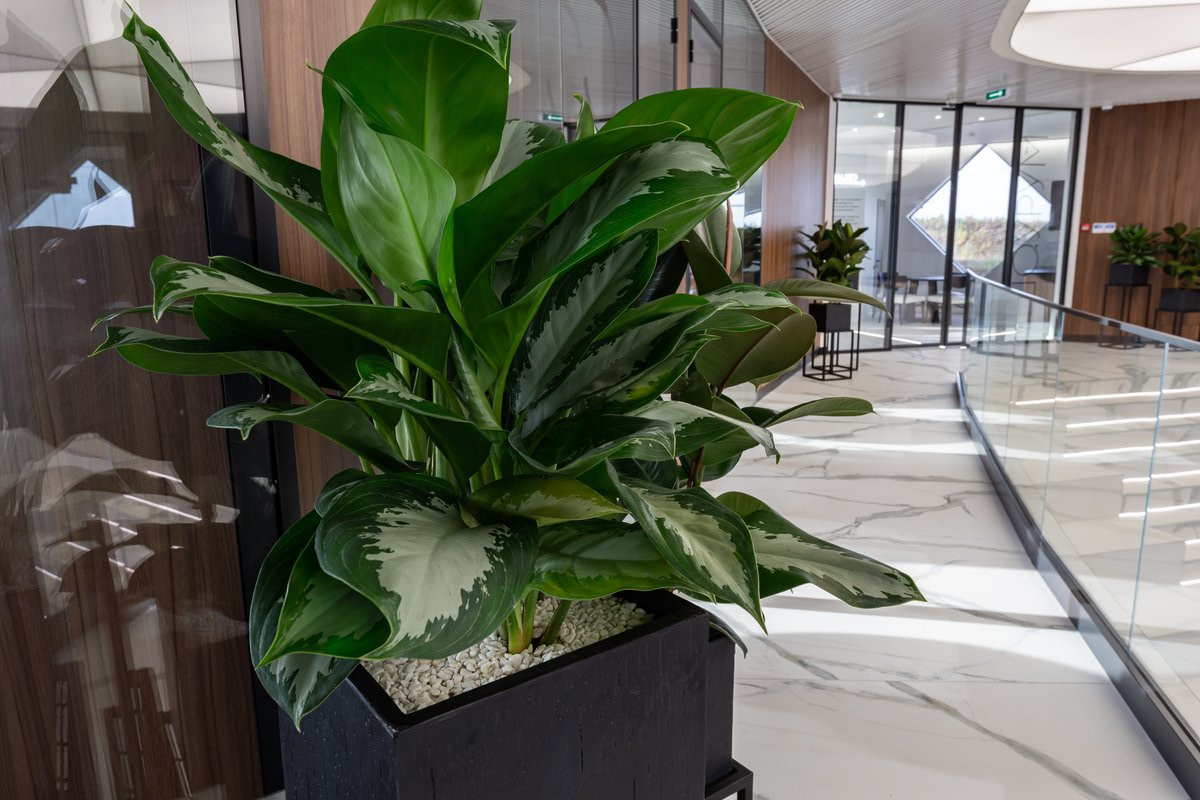 Обложка проекта: Переделкино Ближнее