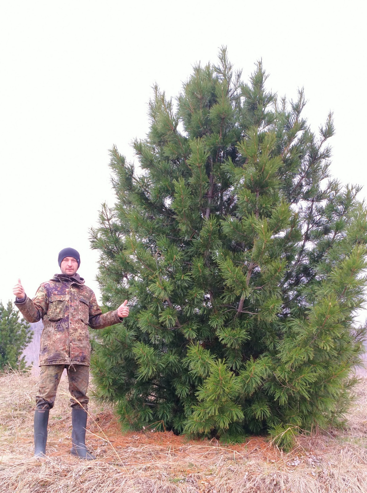 Посадка Деревья Кедр