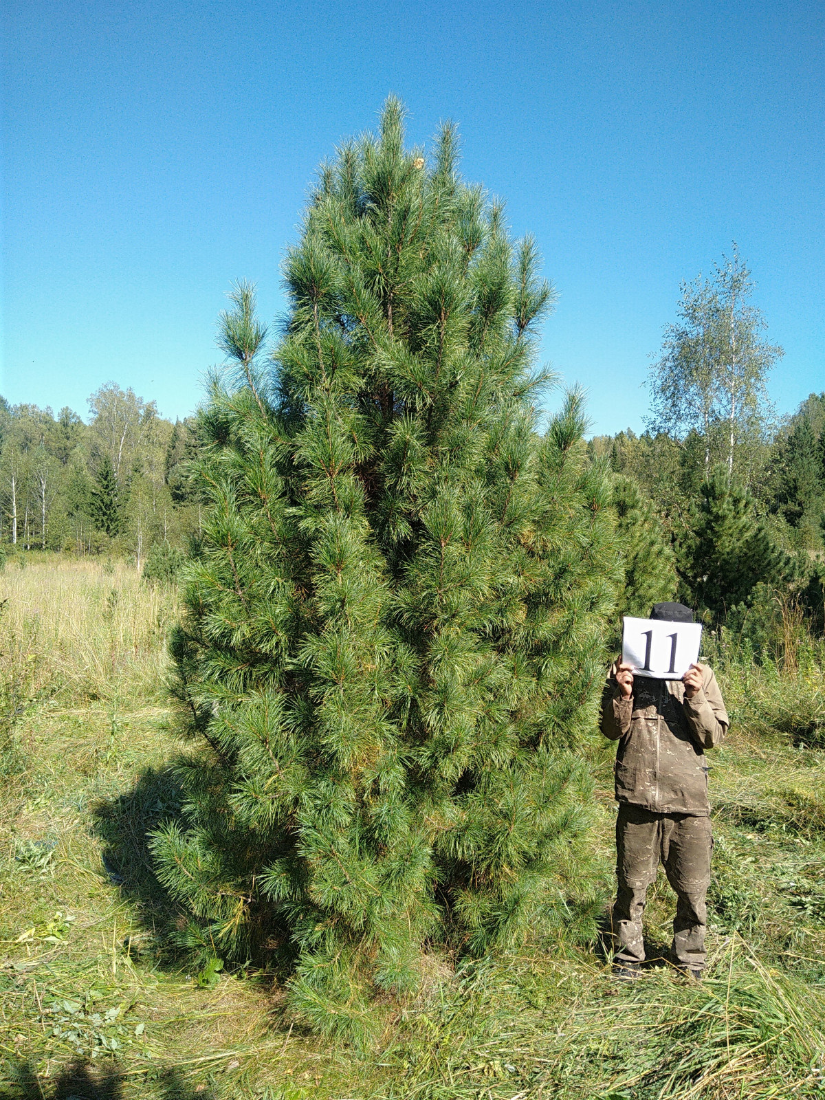 Посадка Деревья Кедр