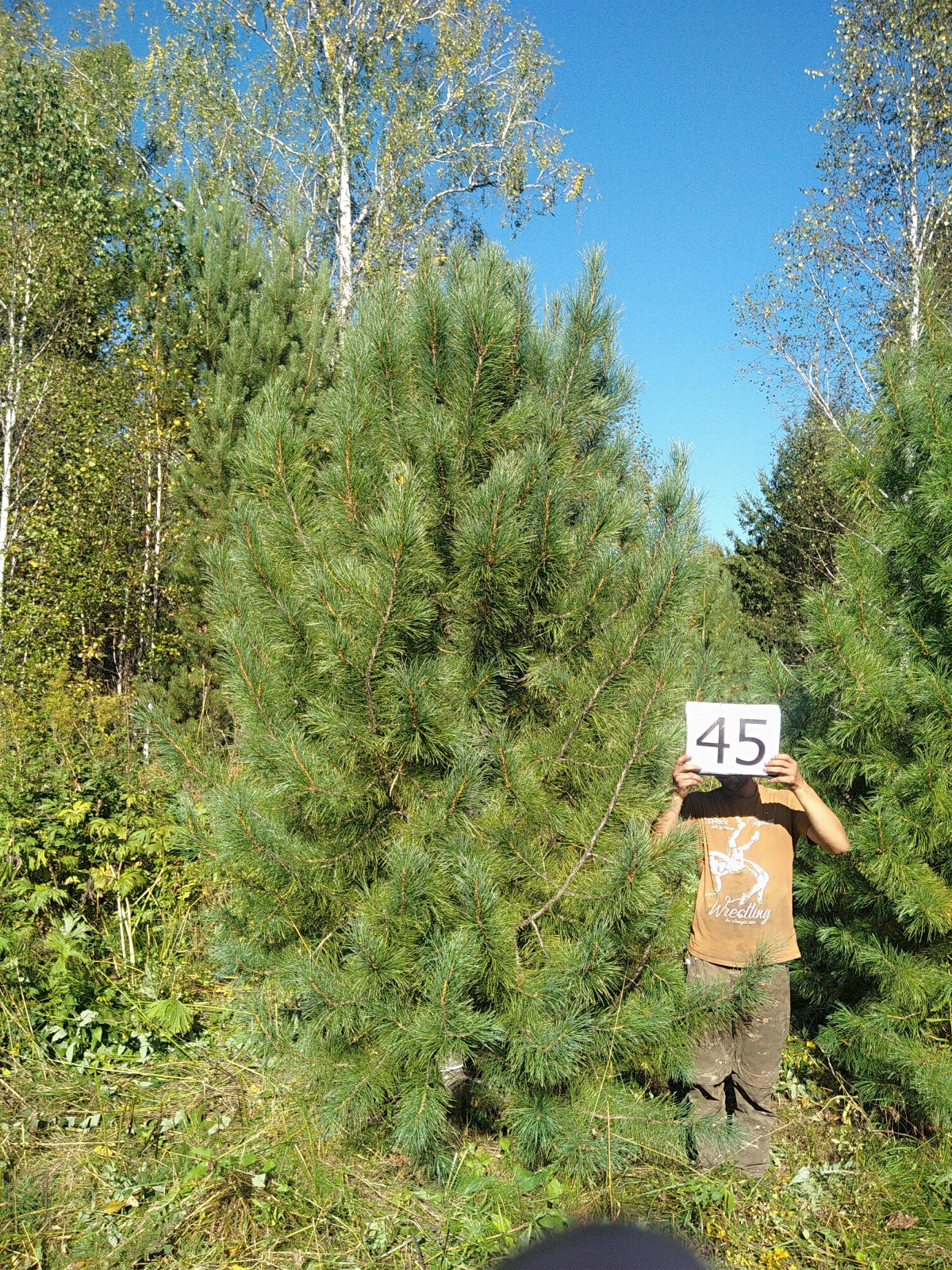 Посадка Деревья Кедр