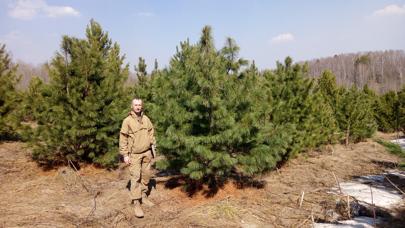 Посадка Деревья Кедр