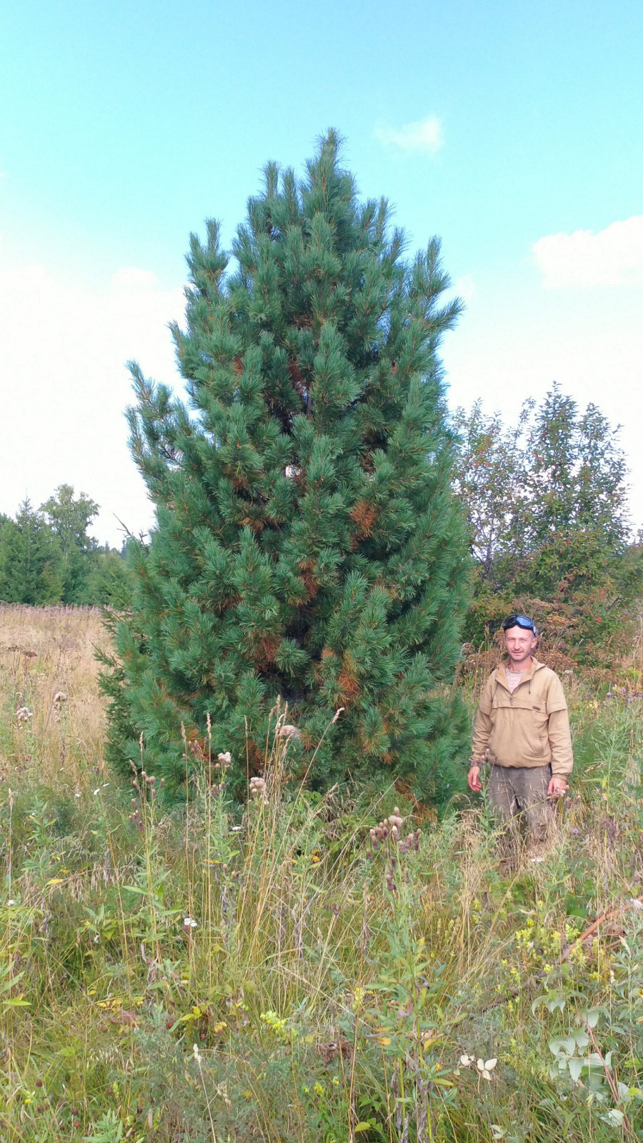 Посадка Деревья Кедр