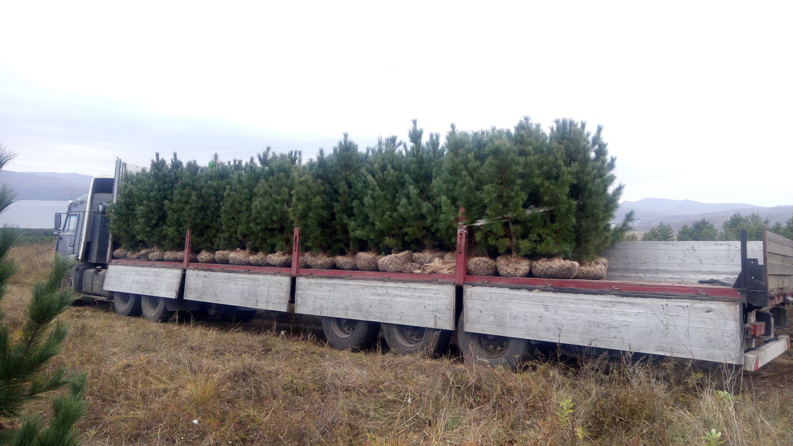 Посадка Деревья Кедр