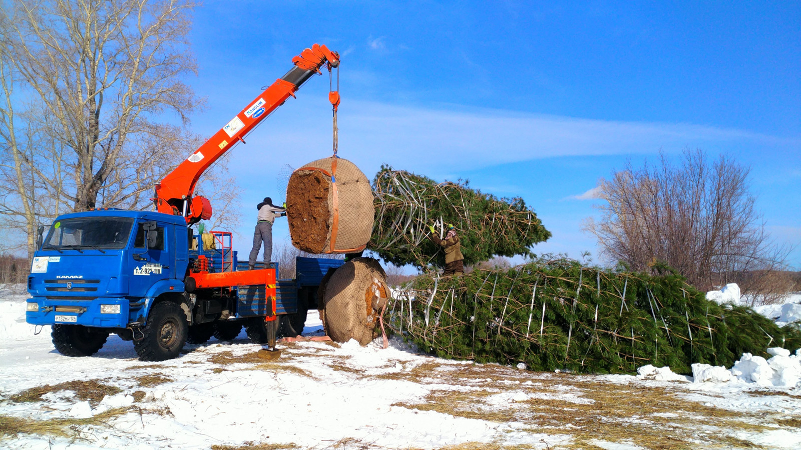 Посадка Деревья Кедр