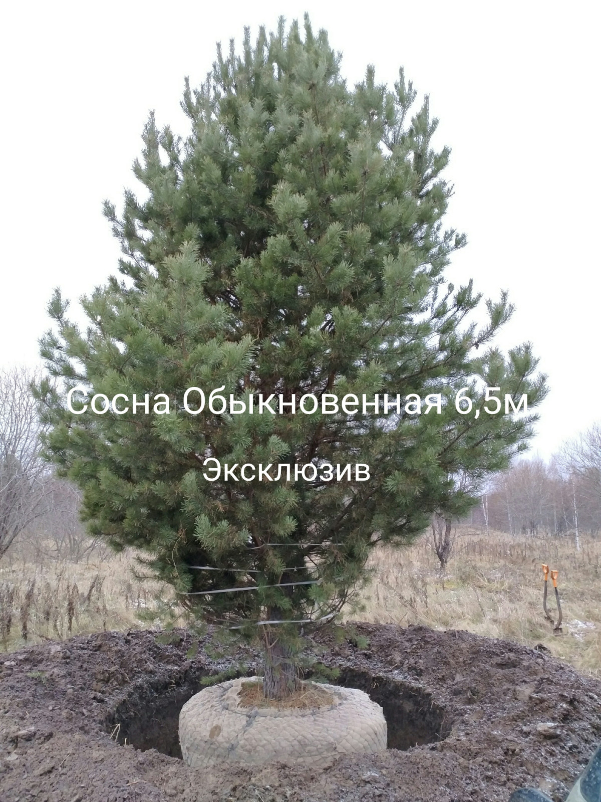 Посадка Деревья Кедр