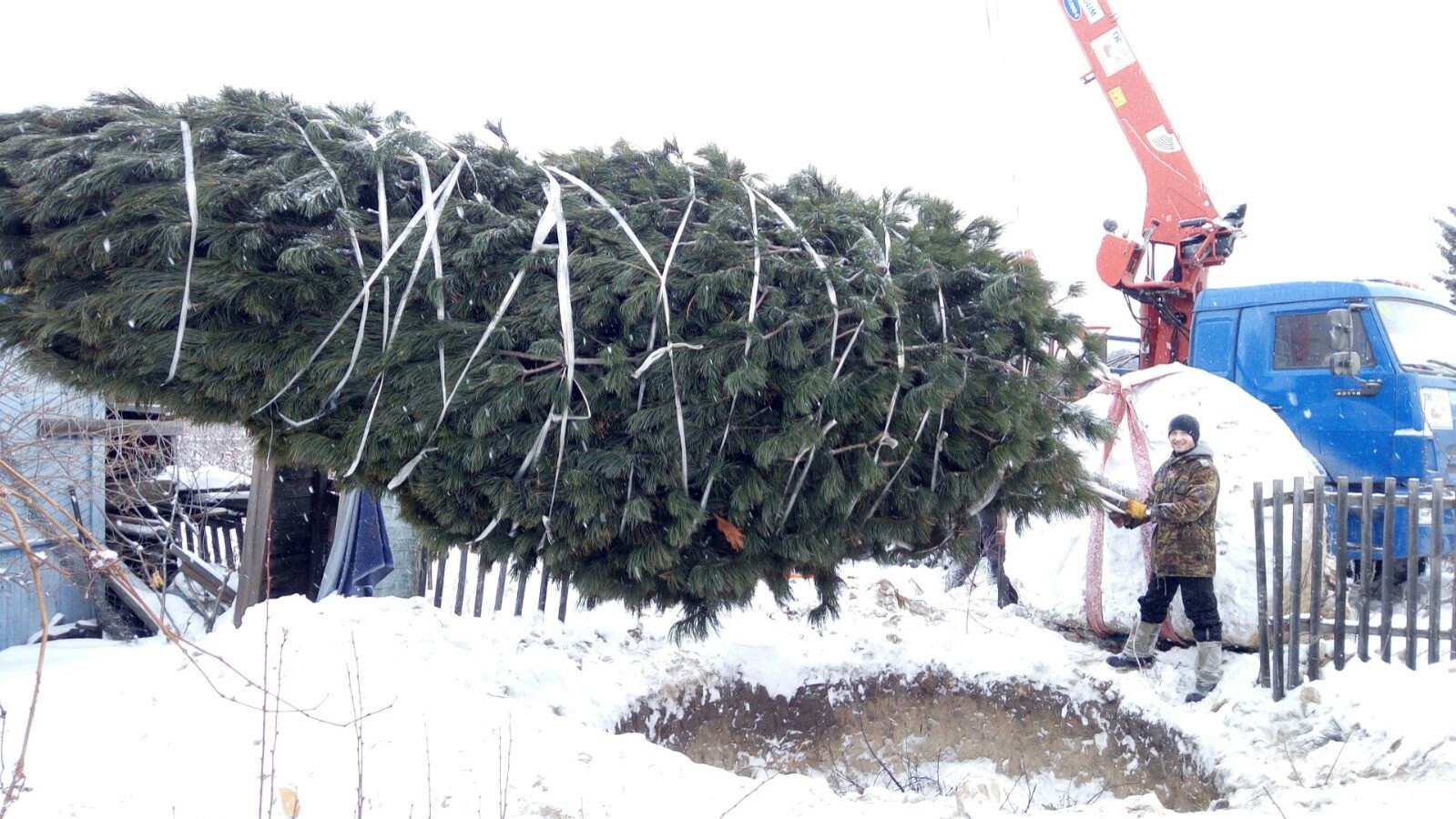 Посадка Деревья Кедр