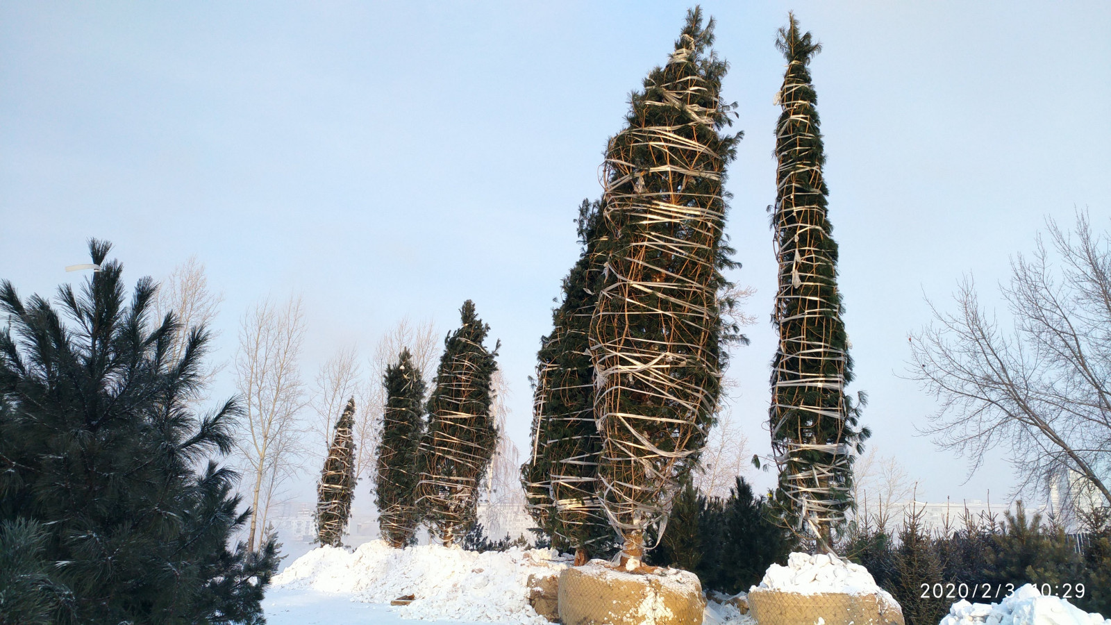 Посадка Деревья Кедр