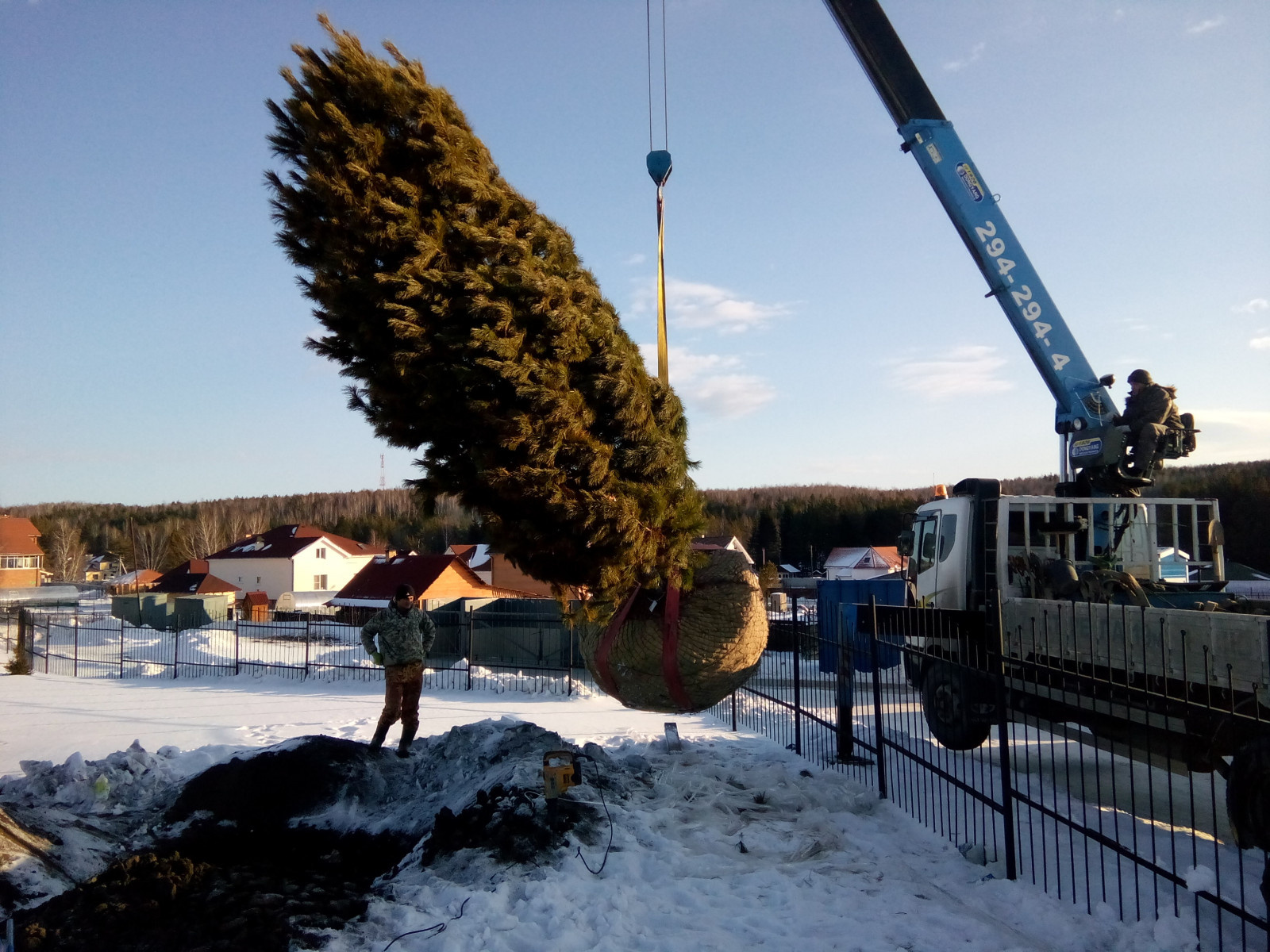 Посадка Деревья Кедр