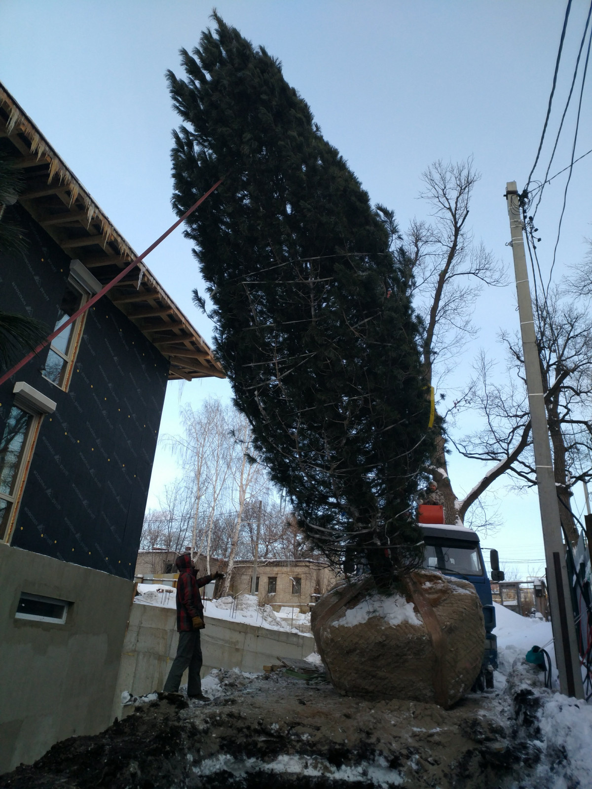 Посадка Деревья Кедр