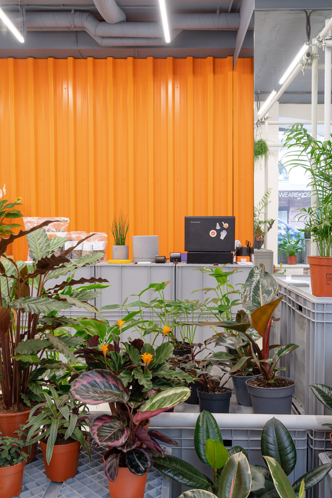 Бутик горшечных растений KIOSK