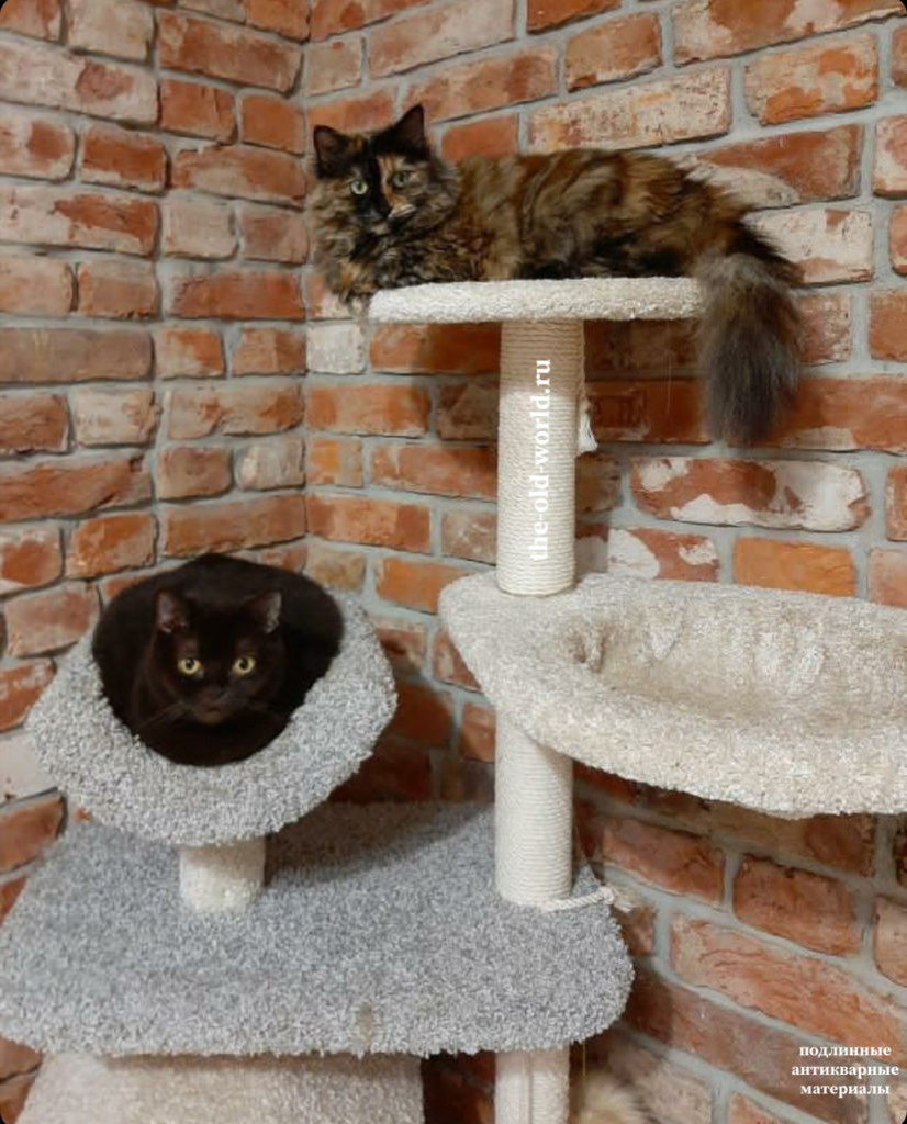 Дом с котиками