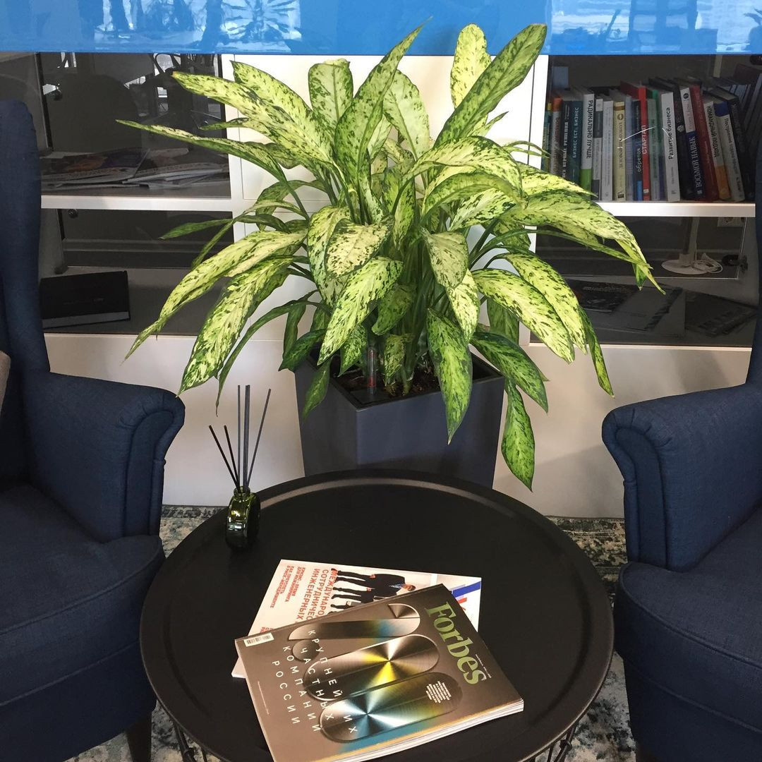 Обложка проекта: Озеленение офисов