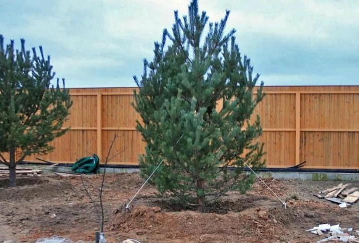 Посадка крупномеров