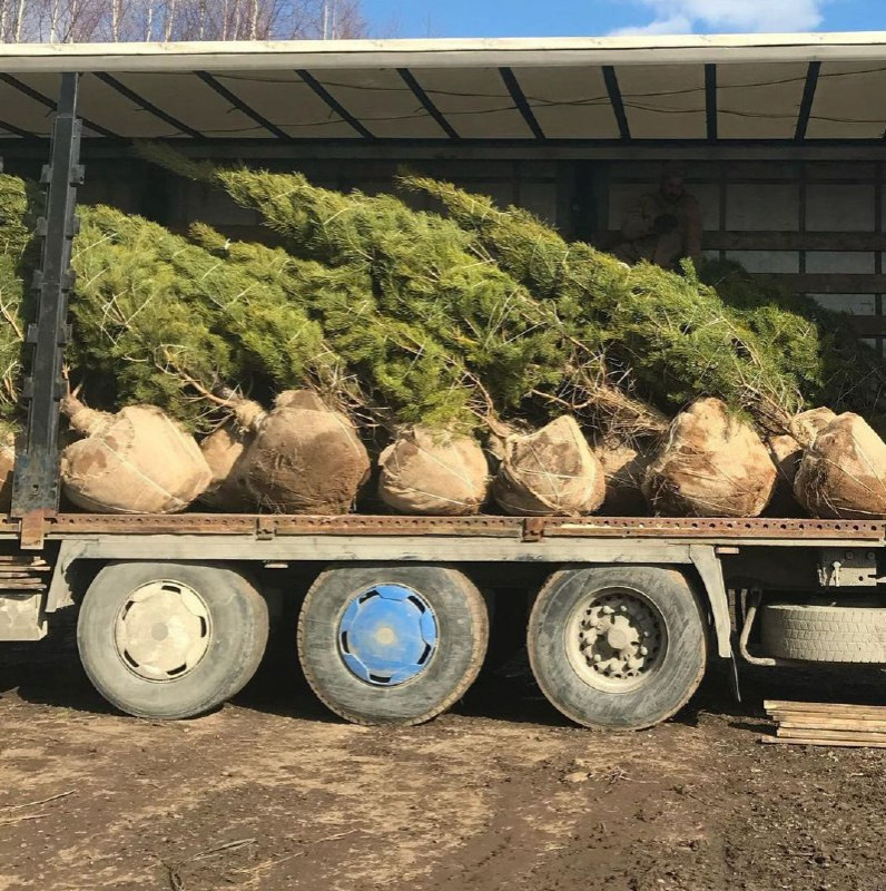 Посадка крупномеров