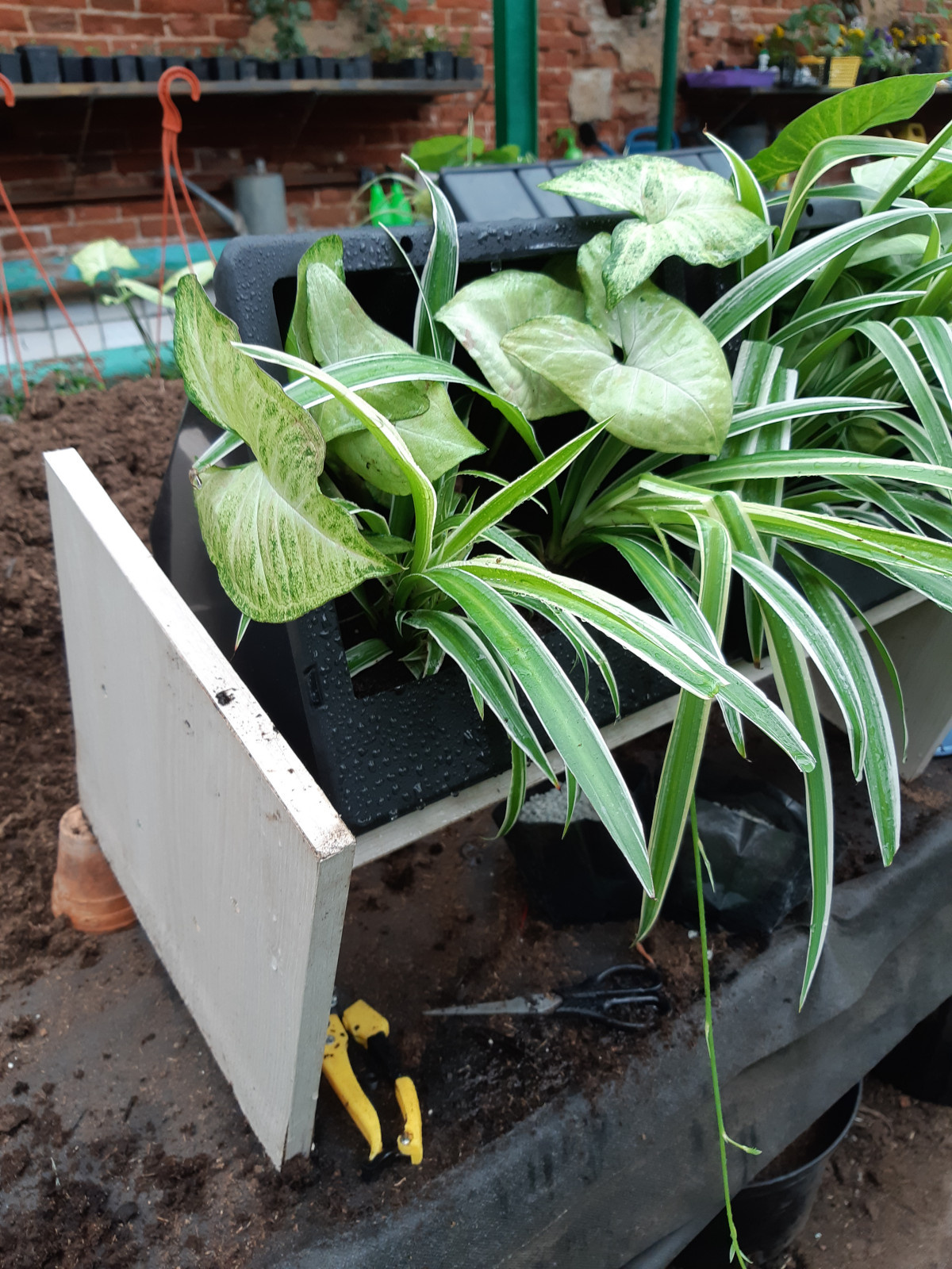 Создание фитостен