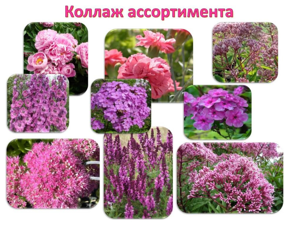 Дипломный дизайн-проект «Пейзажный уголок Тверской губернии»