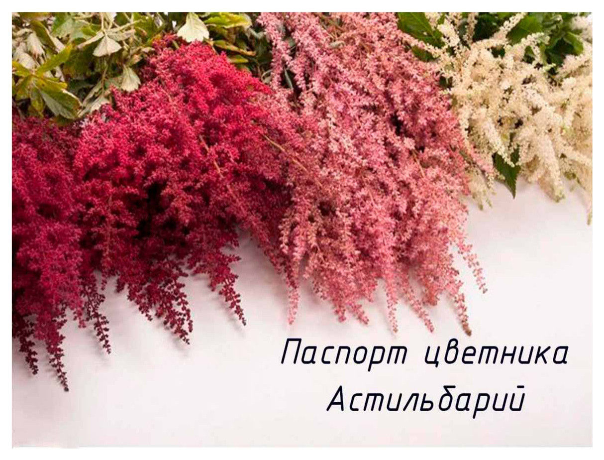 Дипломный дизайн-проект «В духе Сканди»