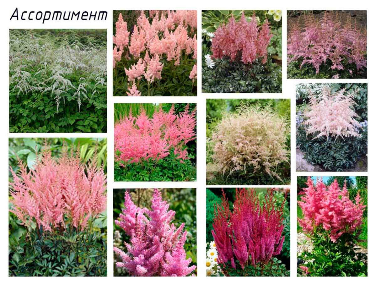 Дипломный дизайн-проект «В духе Сканди»