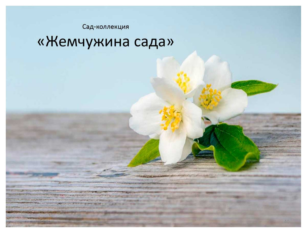 Дипломный дизайн-проект «В духе Сканди»