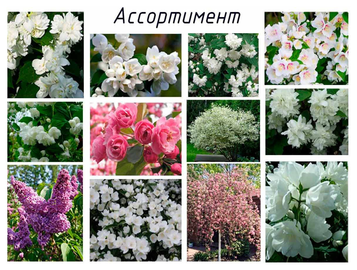 Обложка проекта: Дипломный дизайн-проект «В духе Сканди»