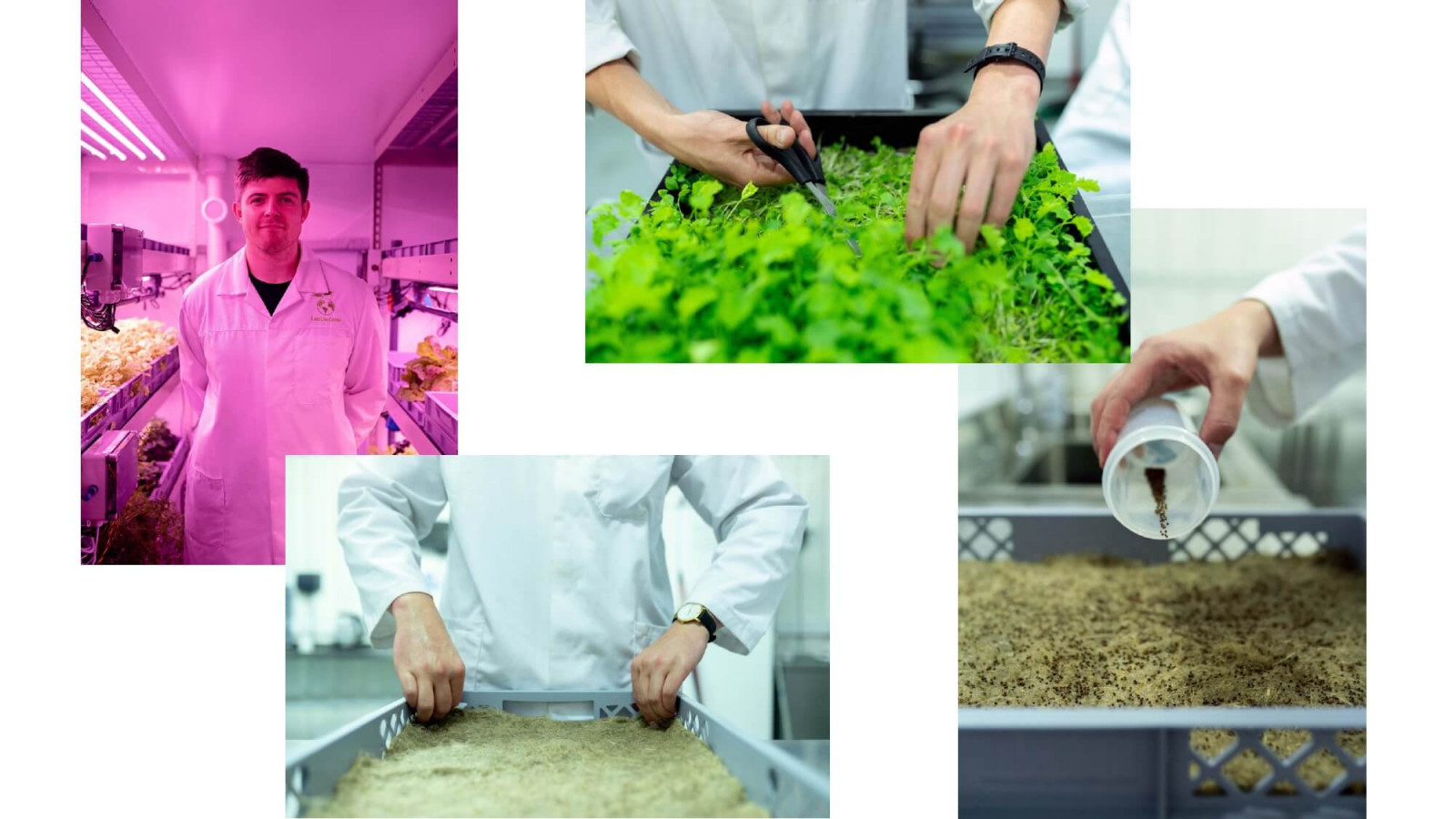 Разработка фирменного стиля для городской мини-фермы «Зеленый ряд»