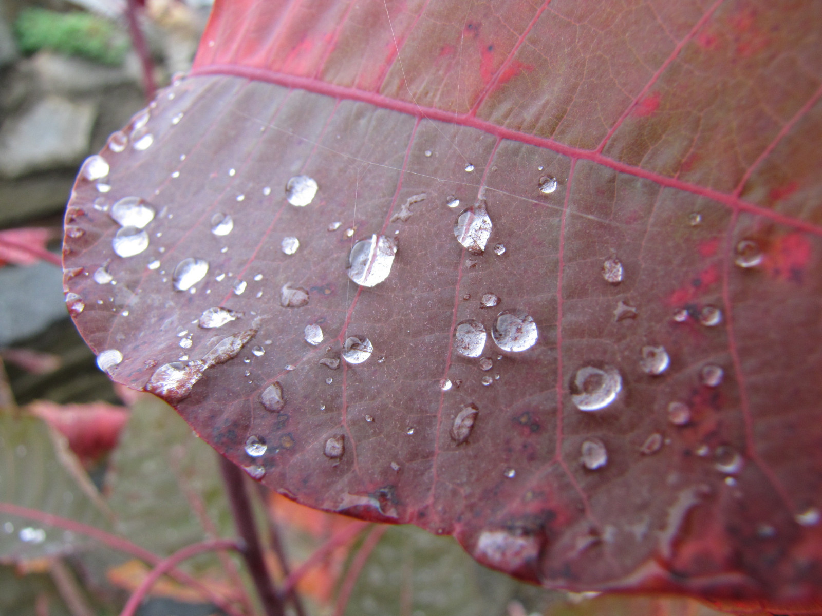 Дом в Сестрорецке