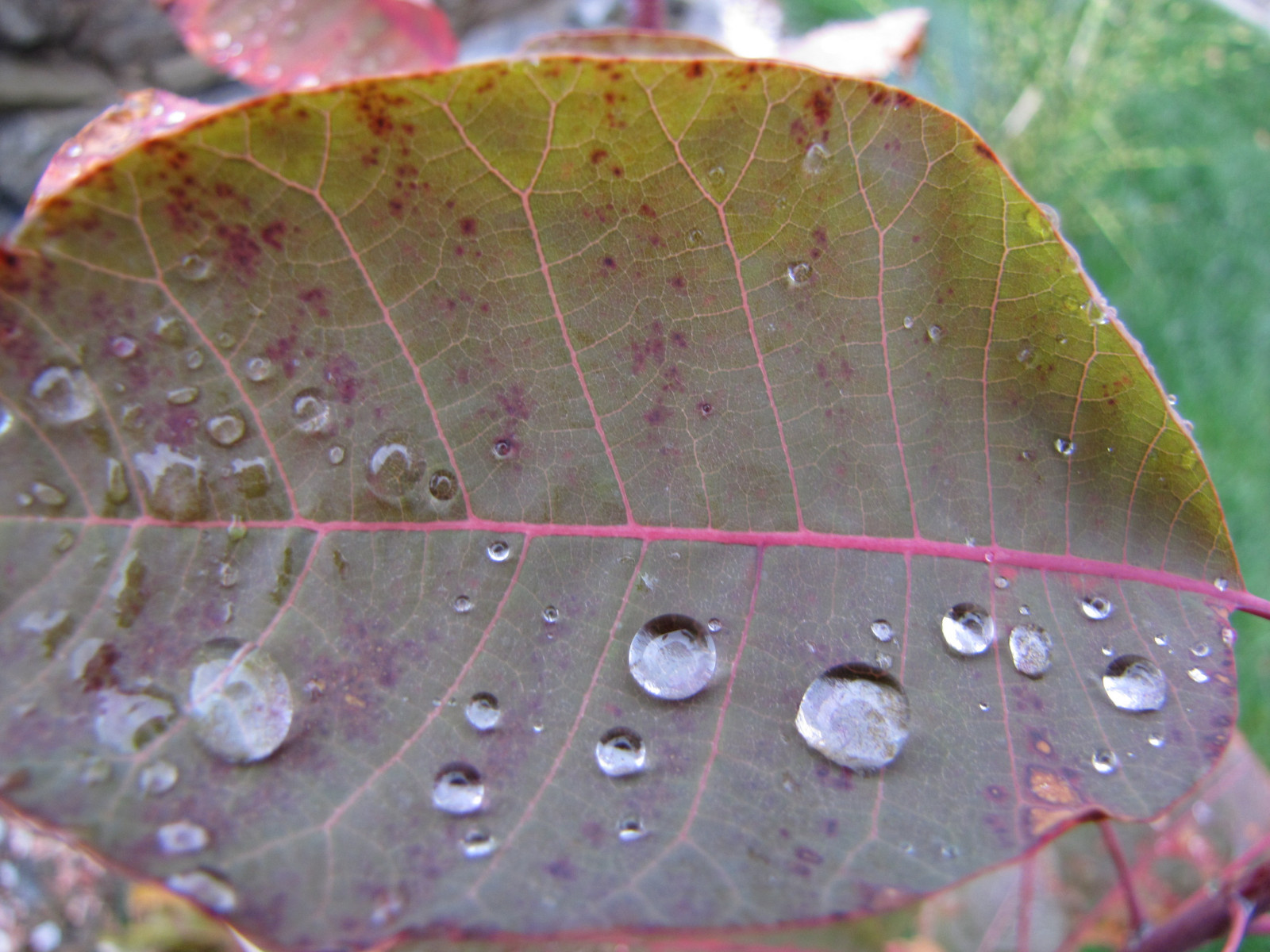 Дом в Сестрорецке