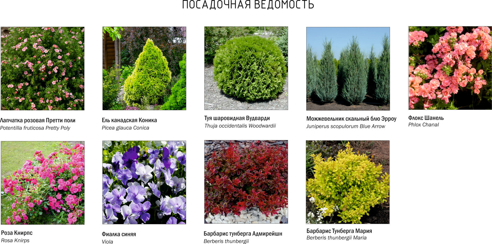 Дендроплан по цветникам