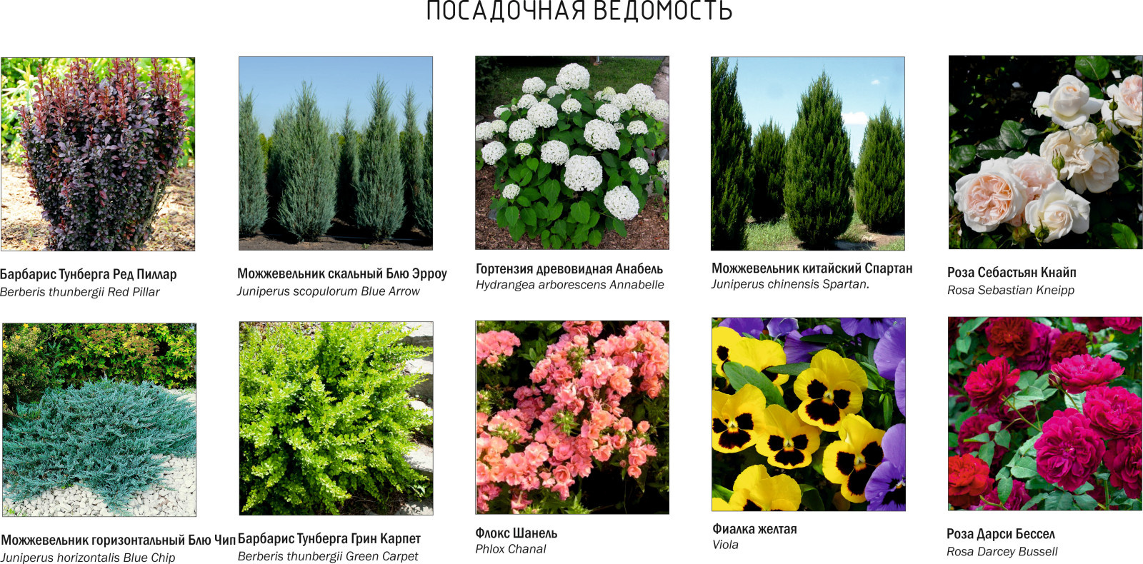 Дендроплан по цветникам