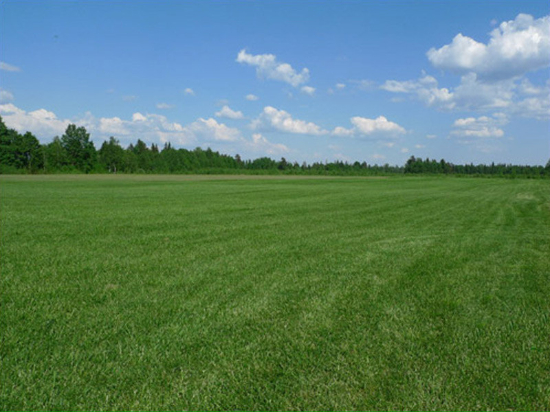 Производство и реализация рулонного газона