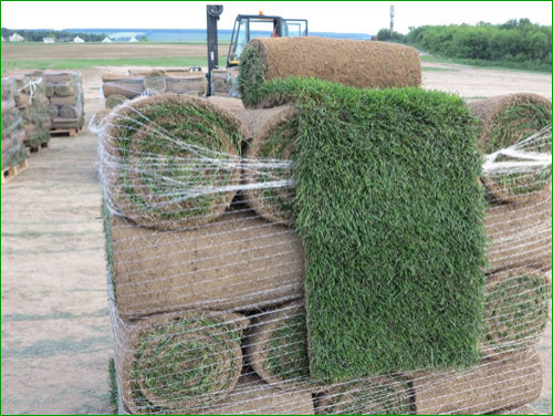 Производство и реализация рулонного газона