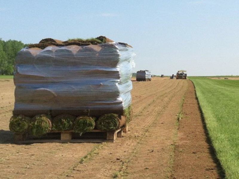 Производство и реализация рулонного газона