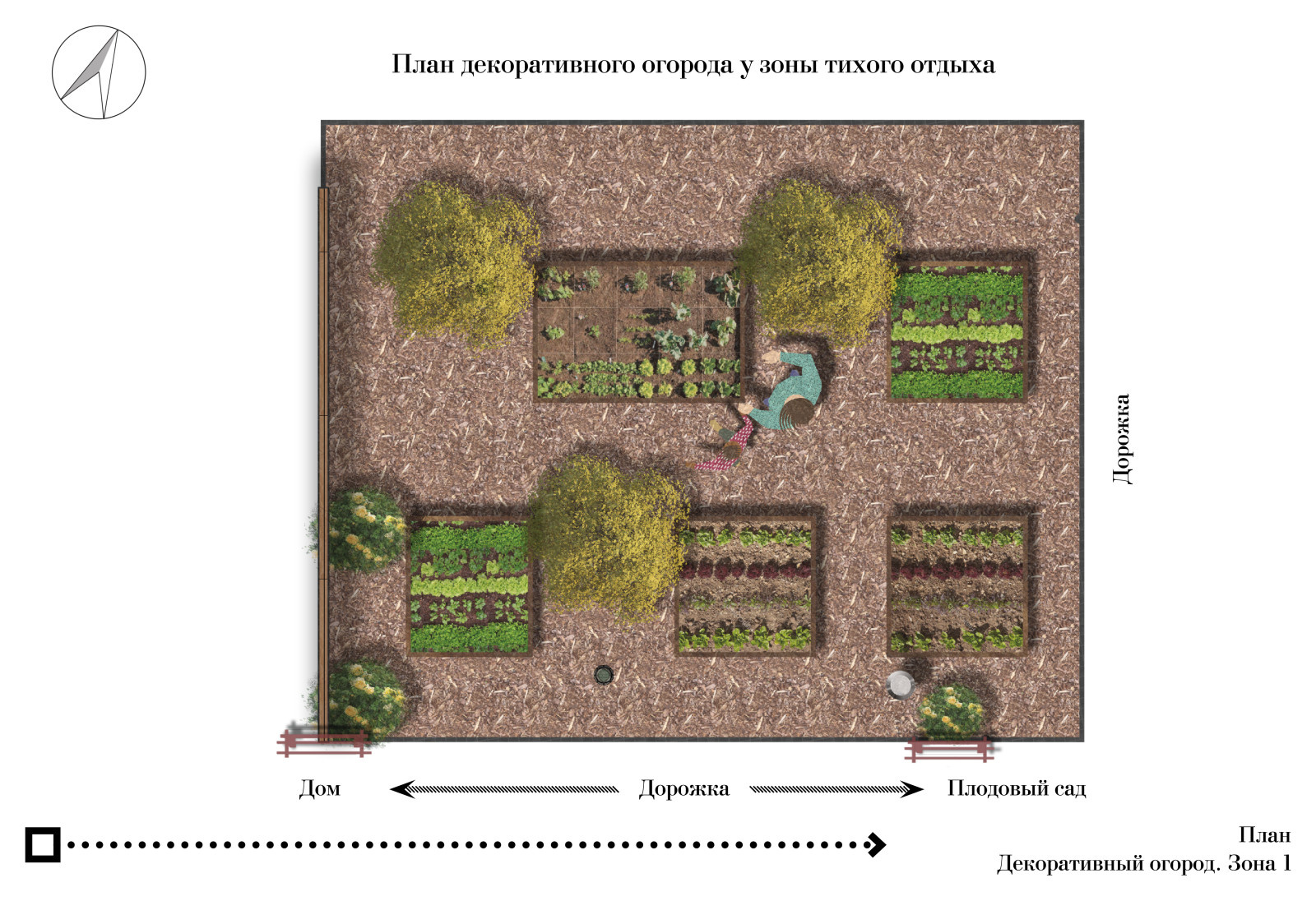 Дендрологический проект. Декоративный огород.