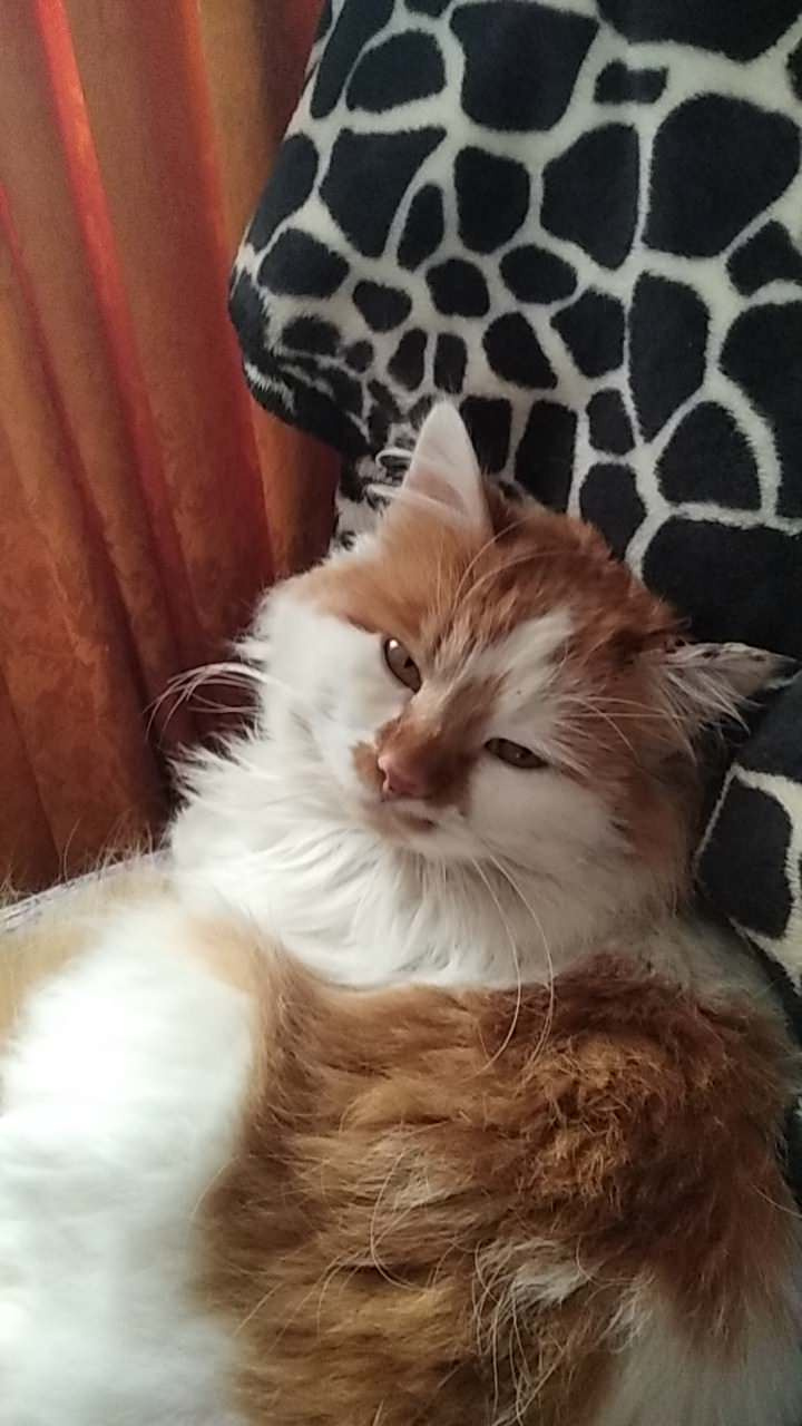 Фотокартина