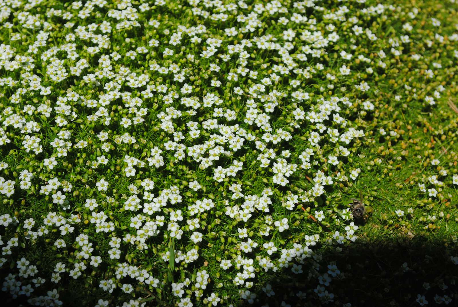 КП Зеленый мыс