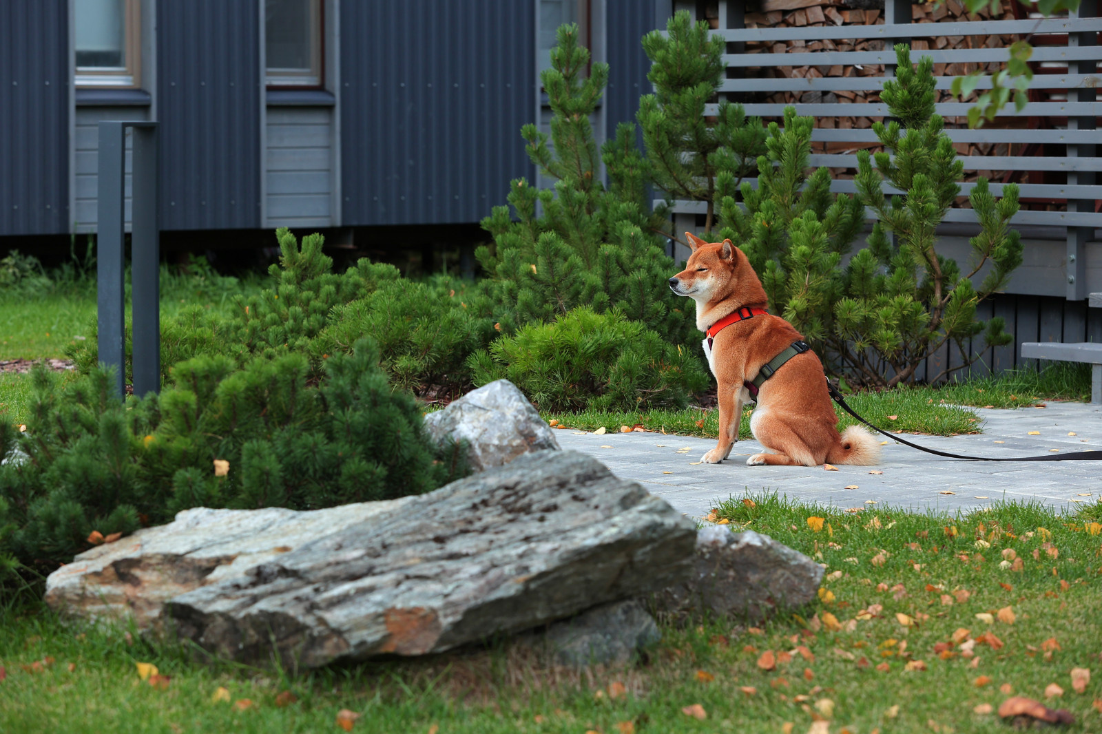 Частный сад в КП "Снегири". Осень.
