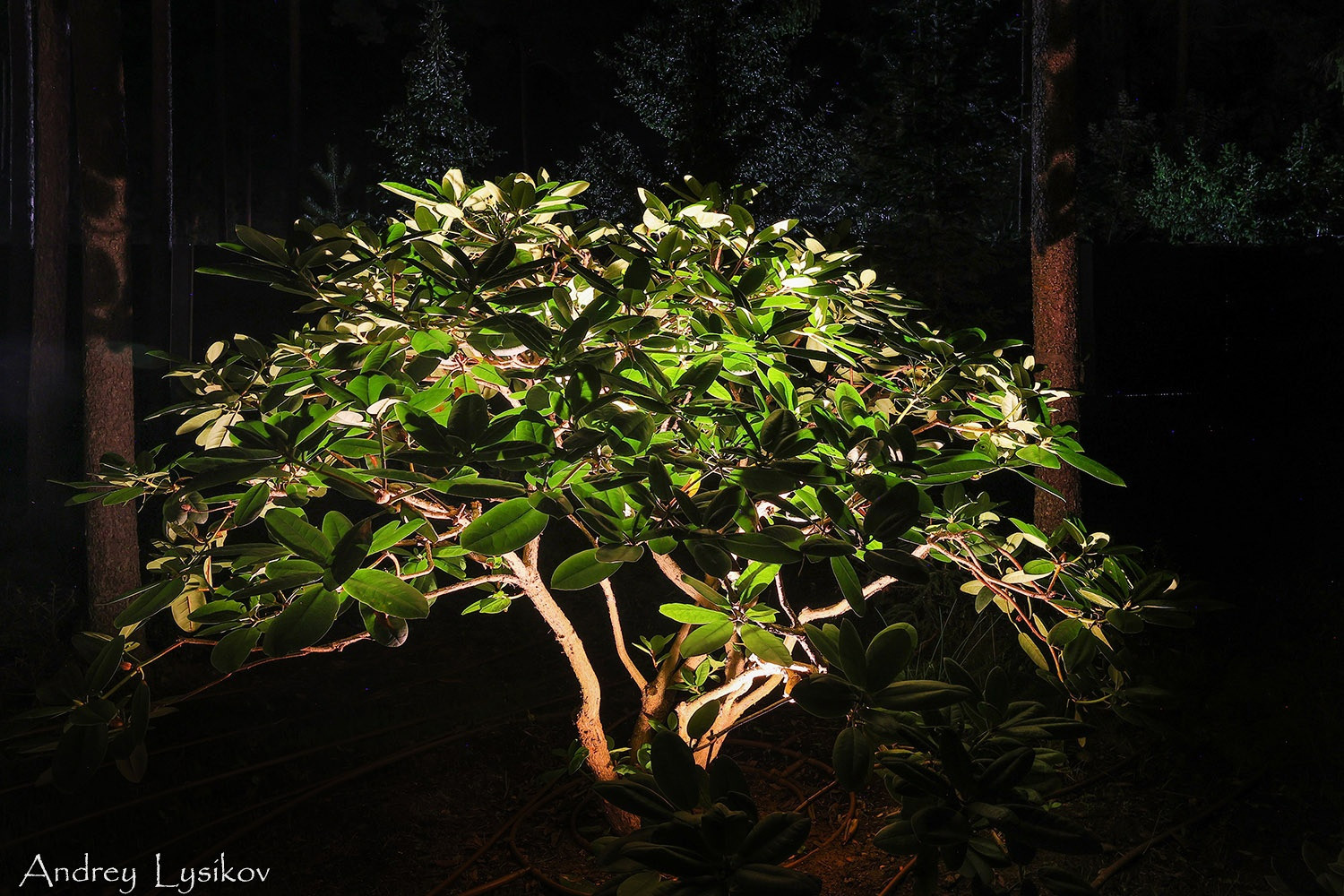 Ночная съемка ландшафтного освещения