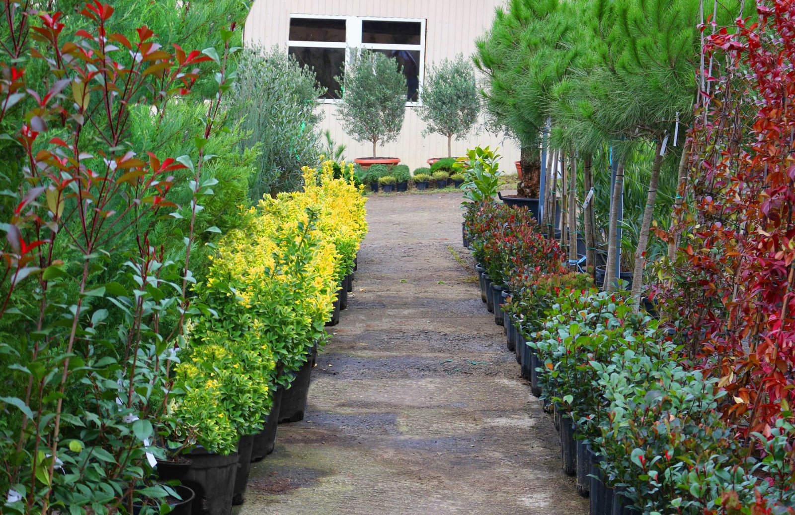 Наш питомник растений на мацесте