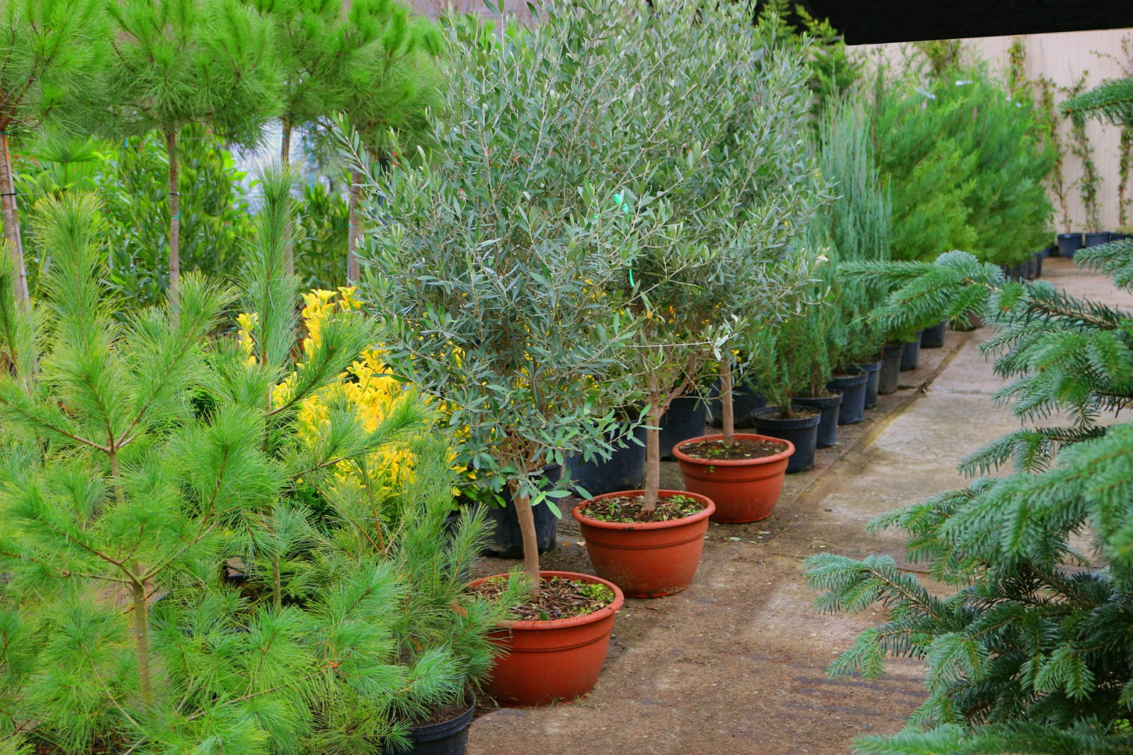 Наш питомник растений на мацесте