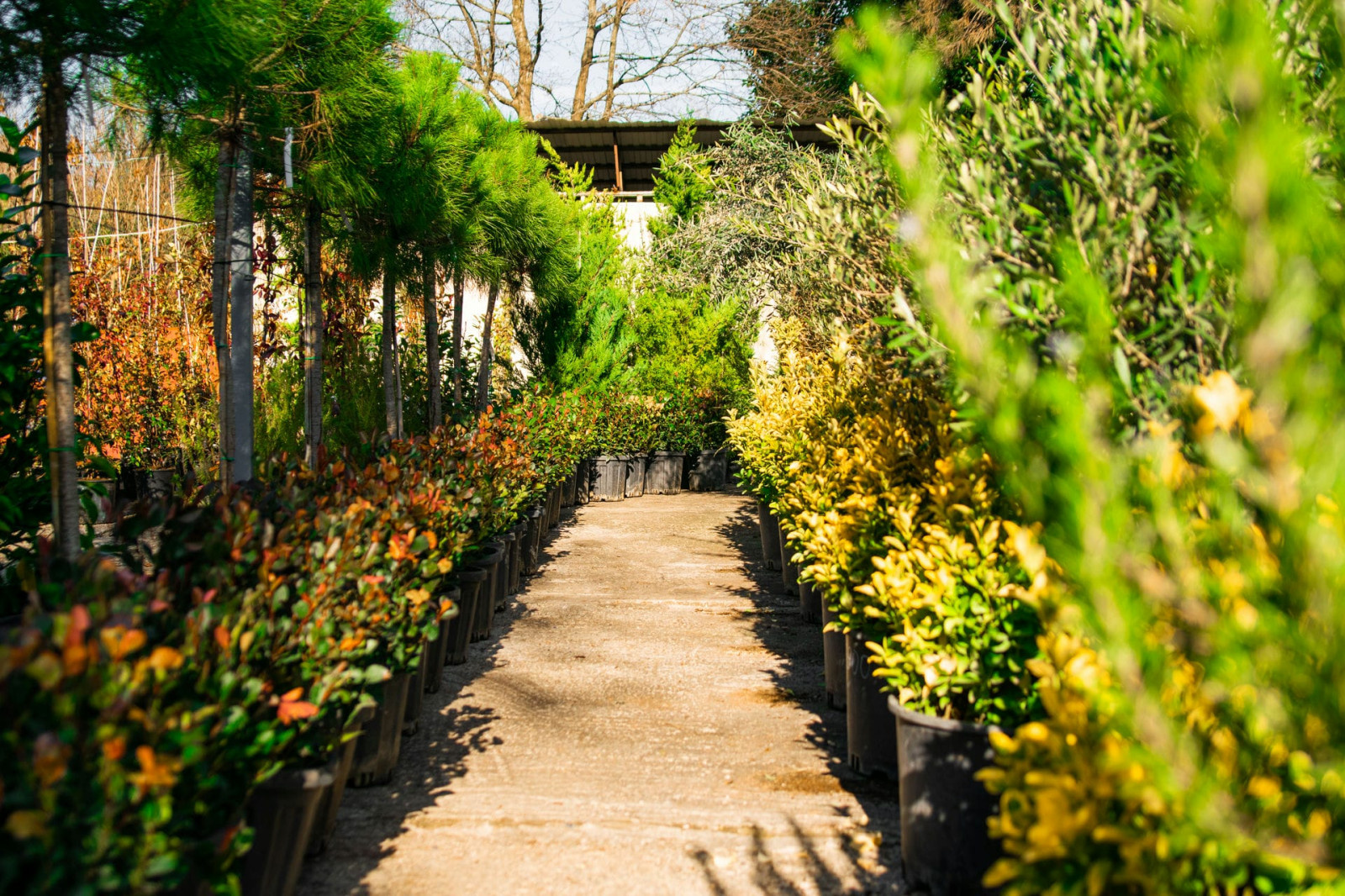 Наш питомник растений на мацесте
