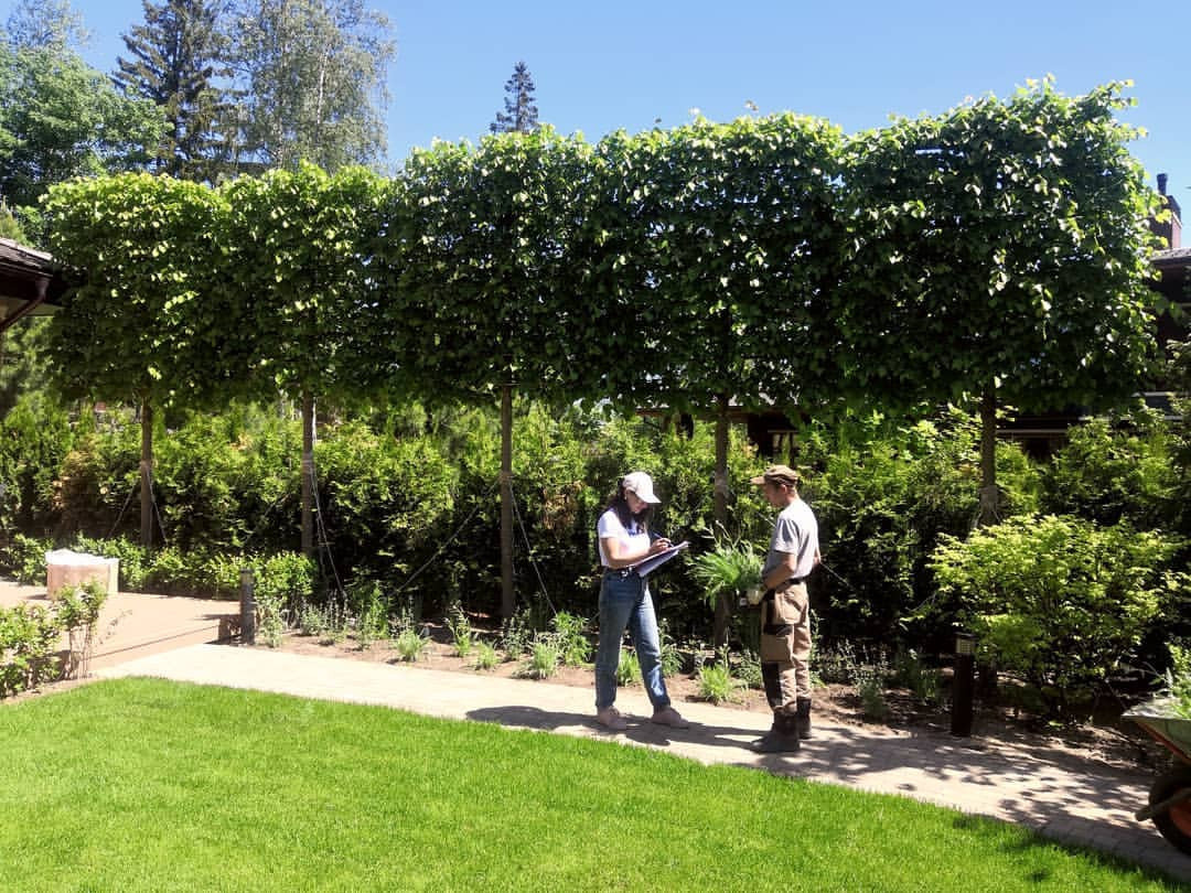 Landscape design of the territory (Moscow region)