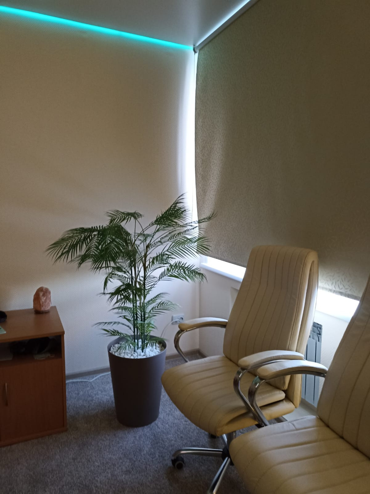 Растения для офисного пространства