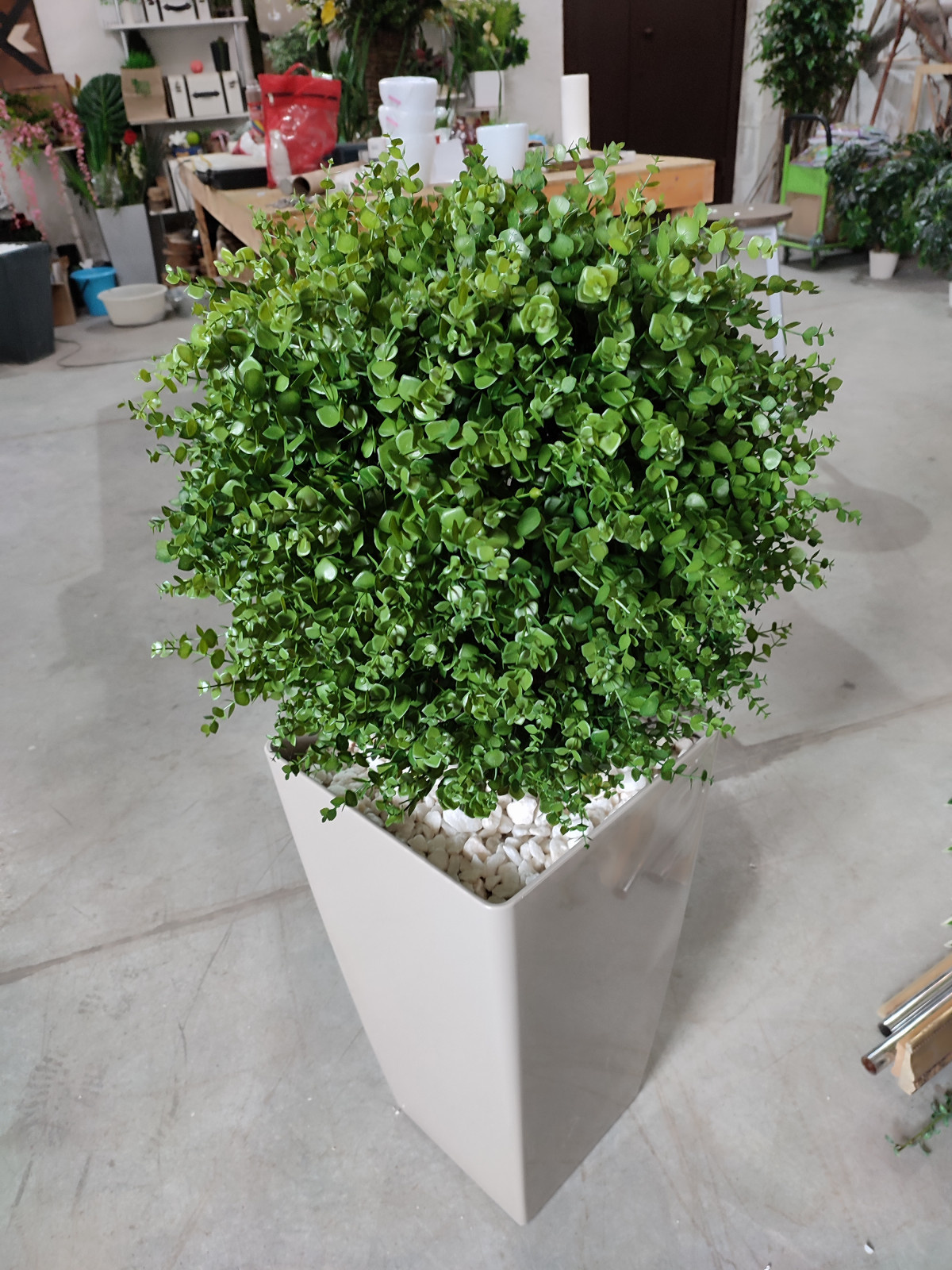 Растения для офисного пространства