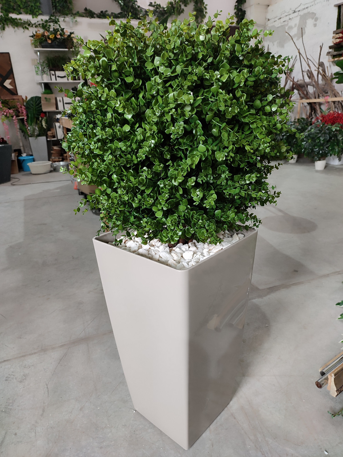 Растения для офисного пространства