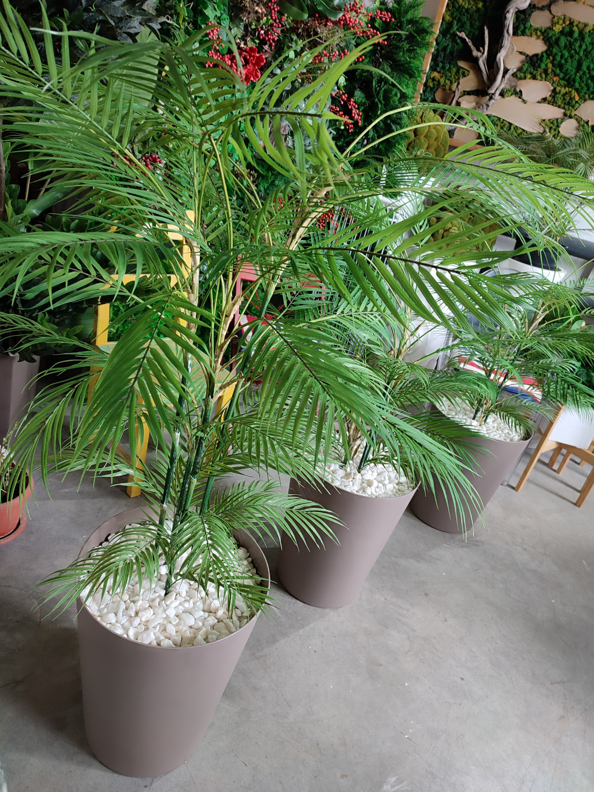 Растения для офисного пространства