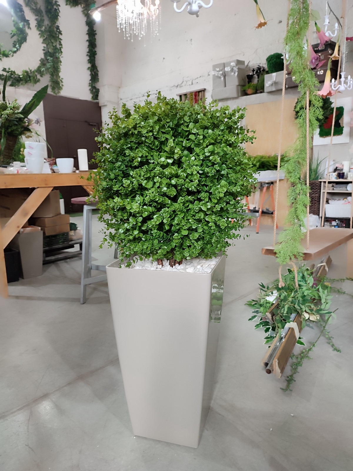 Растения для офисного пространства