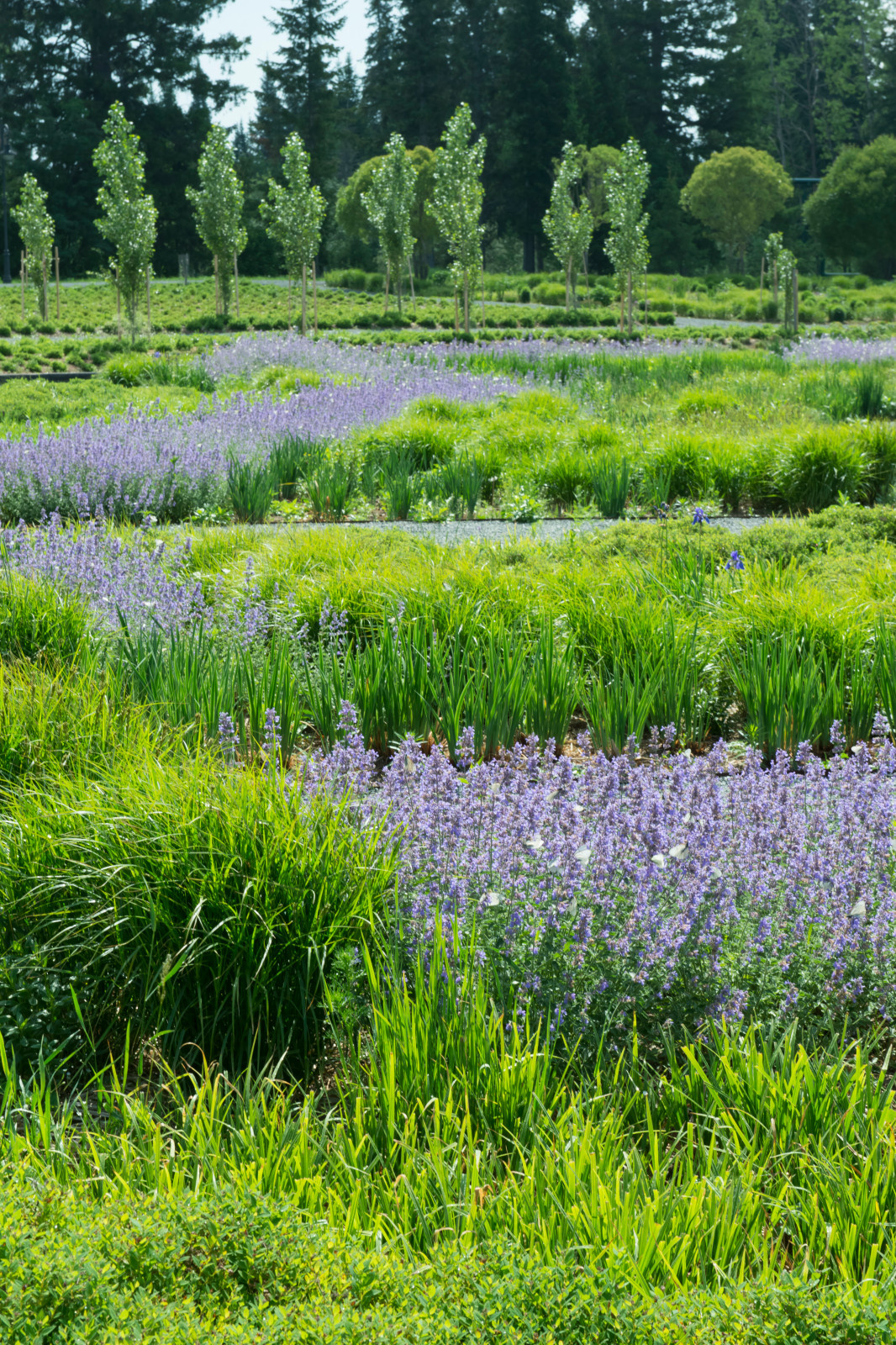 Многолетники